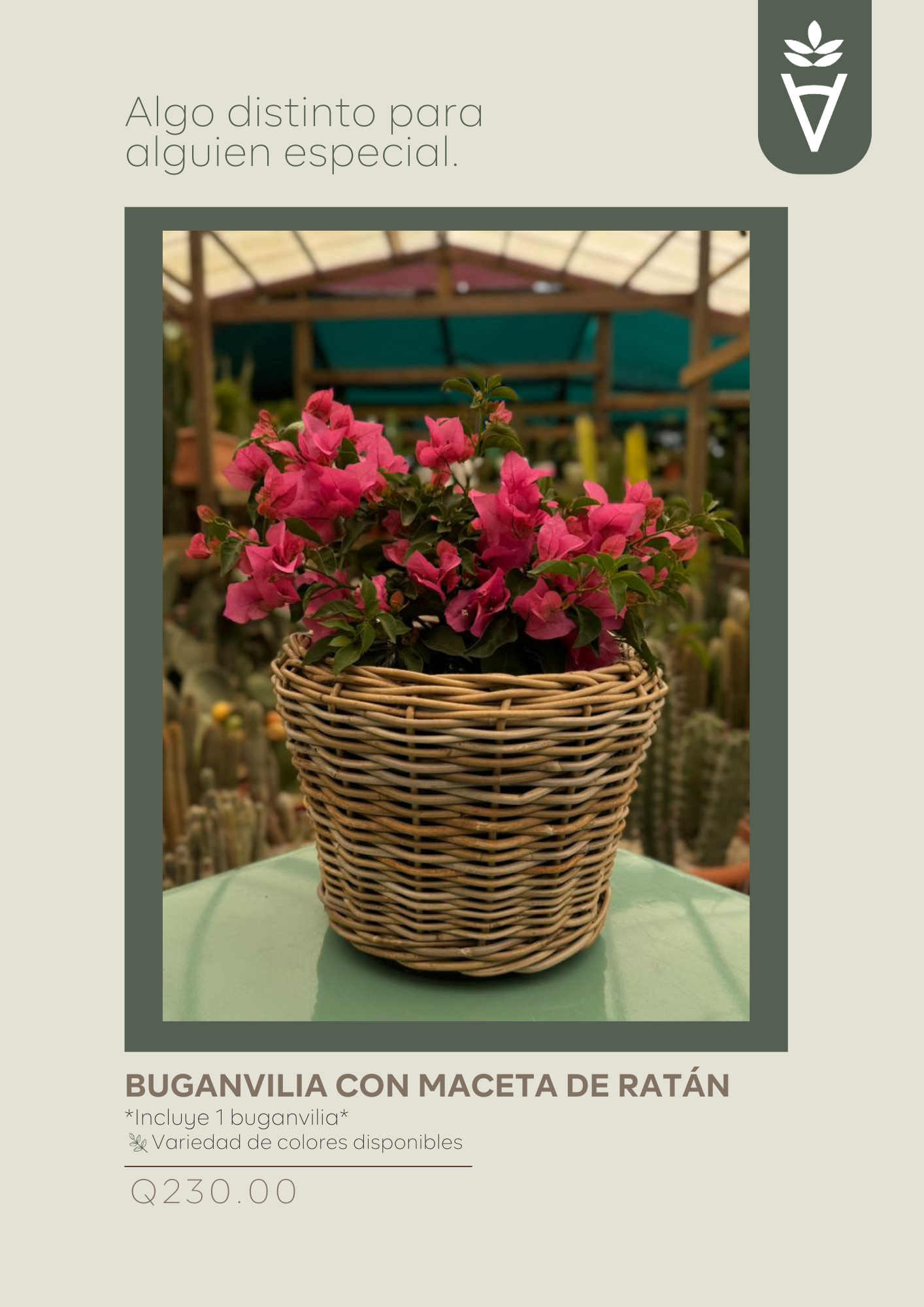Buganvilia con Maceta de Ratán