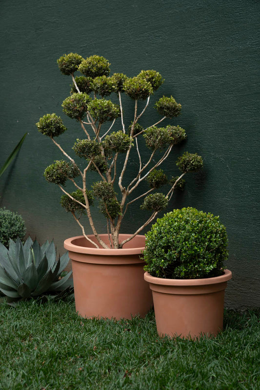 SERIE LISCIA CILINDRO