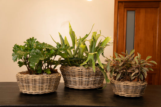 DRYPOT TERRASSCHAAL